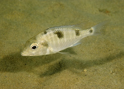 Trematocranus placodon 'Same Bay'